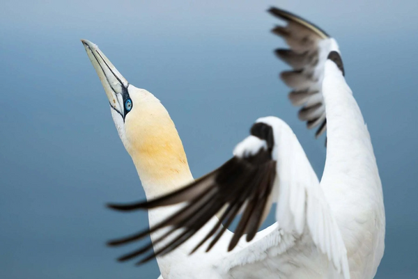 5 Pro Tips For Bird Photography