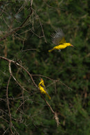 TCSTV Live: Tanzania Photography Workshop Preview - Thur. Jun. 5