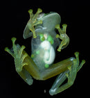 Beyond the Naked Eye: Mastering Macro Photography - Fri. Jun. 27 & Sat. Jun. 28