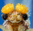 Beyond the Naked Eye: Mastering Macro Photography - Fri. Jun. 27 & Sat. Jun. 28