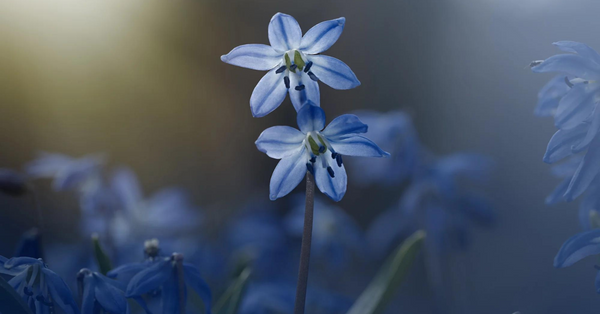 A Beginner's Guide To Macro Photography: Seven Tips To Get You Started