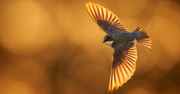 Behind The Shot: Opportunity Meets Preparation To Photograph A Fast-Moving Bird In Flight