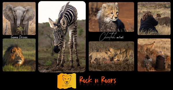 From the African Wild to Your Lens: My Journey to Hosting Dream Safaris