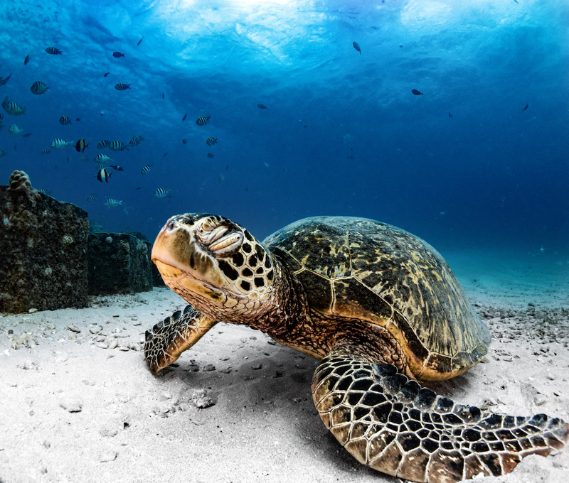 Behind the Shot: A Totally Chill Sea Turtle