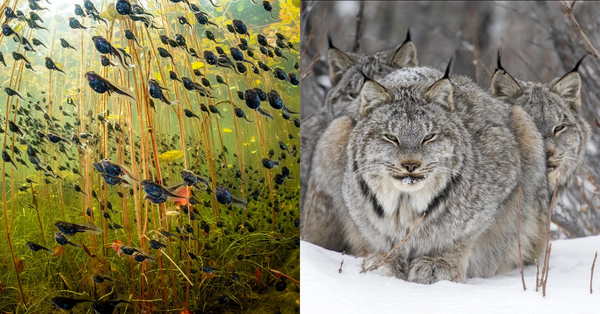 Two Canadians Win Awards at Wildlife Photographer of Year Awards