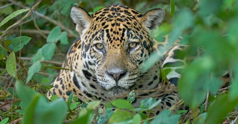 Next 2025 leopard bag