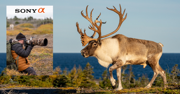 Why I Made the Switch to Sony