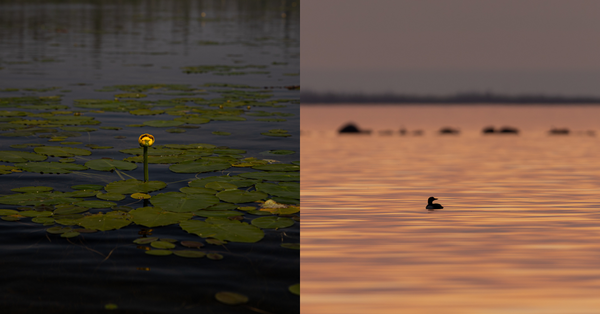 Wild Wonders & Northern Lights: Lac La Martre Photography Workshop