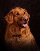 Portrait Lighting & Posing Hands-On Workshop - Jan. 15-29