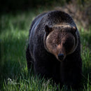 Wild Encounters - Ultimate Hands-On Zoo Photography Experience - Sun. Nov. 1