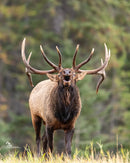 Wild Encounters - Ultimate Hands-On Zoo Photography Experience - Sun. Nov. 1