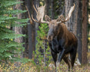 Wild Encounters - Ultimate Hands-On Zoo Photography Experience - Sun. Nov. 1