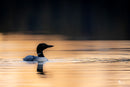 Wild Encounters - Ultimate Hands-On Zoo Photography Experience - Sun. Nov. 1