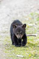 Wild Encounters - Ultimate Hands-On Zoo Photography Experience - Sun. Nov. 1