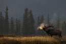 Wild Encounters - Ultimate Hands-On Zoo Photography Experience - Sun. Nov. 1