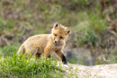 Wild Encounters - Ultimate Hands-On Zoo Photography Experience - Sun. Nov. 1
