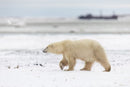 Wild Encounters - Ultimate Hands-On Zoo Photography Experience - Sun. Nov. 1