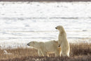 Wild Encounters - Ultimate Hands-On Zoo Photography Experience - Sun. Nov. 1