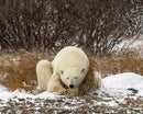 Wild Encounters - Ultimate Hands-On Zoo Photography Experience - Sun. Nov. 1