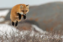 Wild Encounters - Ultimate Hands-On Zoo Photography Experience - Sun. Nov. 1