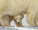 Wild Encounters - Ultimate Hands-On Zoo Photography Experience - Sun. Nov. 1