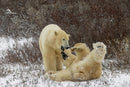 Wild Encounters - Ultimate Hands-On Zoo Photography Experience - Sun. Nov. 1