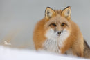 Wild Encounters - Ultimate Hands-On Zoo Photography Experience - Sun. Nov. 1