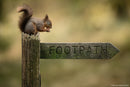 Close-up photo of a squirrel on a wooden footpath sign captured with Sigma 300-600mm f4 DG OS telephoto zoom lens