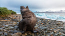 The Wild Side of Production: How Wildlife Films Actually Happen - Thur. Sept. 10