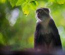 The Wild Side of Production: How Wildlife Films Actually Happen - Thur. Sept. 10