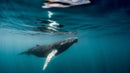 The Wild Side of Production: How Wildlife Films Actually Happen - Thur. Sept. 10