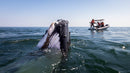 The Wild Side of Production: How Wildlife Films Actually Happen - Thur. Sept. 10