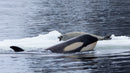 The Wild Side of Production: How Wildlife Films Actually Happen - Thur. Sept. 10