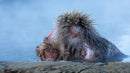 The Wild Side of Production: How Wildlife Films Actually Happen - Thur. Sept. 10