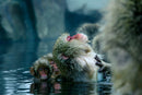The Wild Side of Production: How Wildlife Films Actually Happen - Thur. Sept. 10