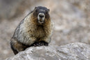 The Hybrid Wildlife Shooter: Adding Video to Your Nature Photo Toolkit - Thur. Dec. 10