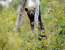 The Hybrid Wildlife Shooter: Adding Video to Your Nature Photo Toolkit - Thur. Dec. 10