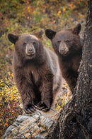 The Hybrid Wildlife Shooter: Adding Video to Your Nature Photo Toolkit - Thur. Dec. 10