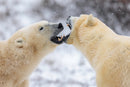 The Hybrid Wildlife Shooter: Adding Video to Your Nature Photo Toolkit - Thur. Dec. 10