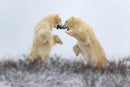 The Hybrid Wildlife Shooter: Adding Video to Your Nature Photo Toolkit - Thur. Dec. 10
