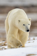The Hybrid Wildlife Shooter: Adding Video to Your Nature Photo Toolkit - Thur. Dec. 10