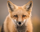 The Hybrid Wildlife Shooter: Adding Video to Your Nature Photo Toolkit - Thur. Dec. 10