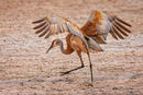 The Hybrid Wildlife Shooter: Adding Video to Your Nature Photo Toolkit - Thur. Dec. 10