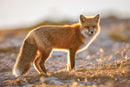 The Hybrid Wildlife Shooter: Adding Video to Your Nature Photo Toolkit - Thur. Dec. 10