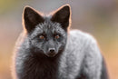 The Hybrid Wildlife Shooter: Adding Video to Your Nature Photo Toolkit - Thur. Dec. 10