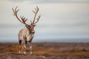The Hybrid Wildlife Shooter: Adding Video to Your Nature Photo Toolkit - Thur. Dec. 10