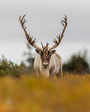 The Hybrid Wildlife Shooter: Adding Video to Your Nature Photo Toolkit - Thur. Dec. 10