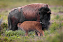 The Hybrid Wildlife Shooter: Adding Video to Your Nature Photo Toolkit - Thur. Dec. 10