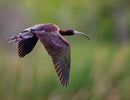 The Hybrid Wildlife Shooter: Adding Video to Your Nature Photo Toolkit - Thur. Dec. 10