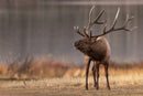 The Hybrid Wildlife Shooter: Adding Video to Your Nature Photo Toolkit - Thur. Dec. 10